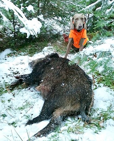 Weimaraner-Hündin Kriemhild nach erfolgreicher Nachsuche