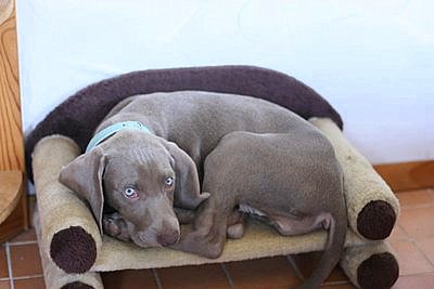 Weimaraner-Hündin Giselle