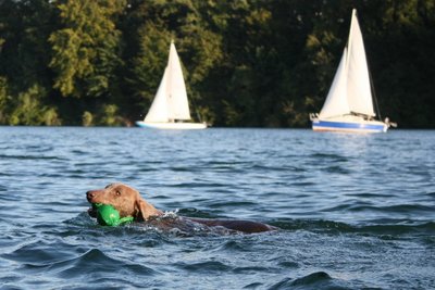 Weimaraner-Hündin Giselle im Wasser