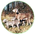 Weimaraner von der Vogelweide