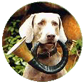 Weimaraner von der Vogelweide