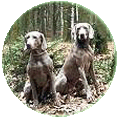 Weimaraner-Zuchtphilosophie