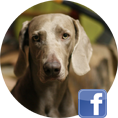 Like Weimaraner von der Vogelweide on Facebook