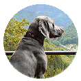 Weimaraner-Zuchtphilosophie