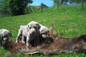 Jagdliche Frühförderung bei Weimaraner-Welpen