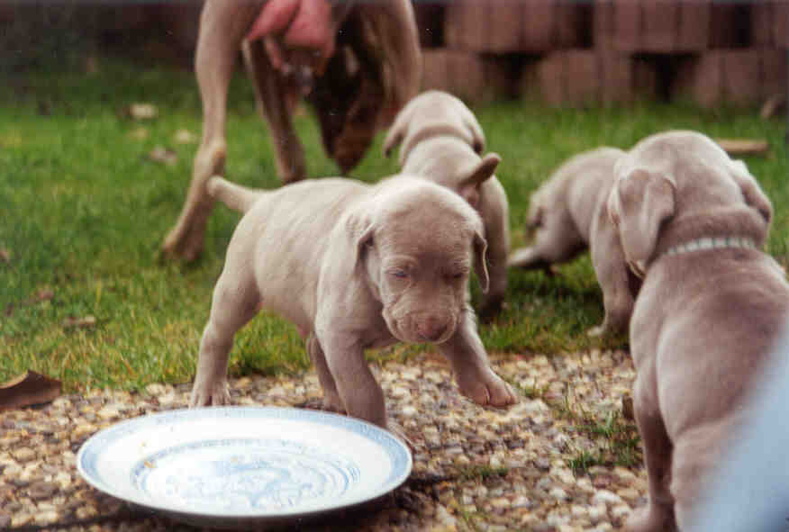 Abwechslung bei der Fütterung verbessert die Futtervertäglichkeit