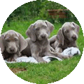 Weimaraner-Welpen